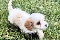 Finn, a male Cavalier King Charles Spaniel and Poodle - Miniature  for sale in Sturgis, MI – 9 of 10
