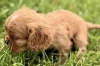 Aiden, a male Cavalier King Charles Spaniel for sale in Sturgis, MI – 6 of 10