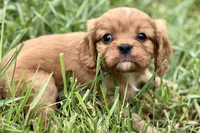 Ashur , a male Cavalier King Charles Spaniel for sale in Sturgis, MI – 5 of 8