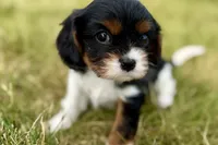Isaac, a male Cavalier King Charles Spaniel for sale in Sturgis, MI – 8 of 10