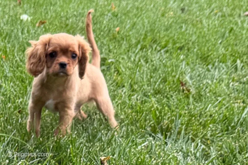 Sterling – Cavalier King Charles Spaniel puppy for sale in Sturgis, MI