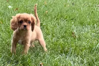 Sterling, a male Cavalier King Charles Spaniel for sale in Sturgis, MI – 1 of 9