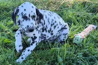 Lavon, a male Dalmatian for sale in Sturgis, MI – 6 of 10