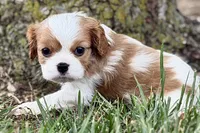 Holly, a female Cavalier King Charles Spaniel for sale in Sturgis, MI – 7 of 10