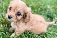 Falcon, a male Cavalier King Charles Spaniel and Poodle - Miniature  for sale in Sturgis, MI – 5 of 10
