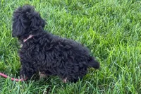 Nora , a female Cavapoo for sale in Sturgis, MI – 8 of 10