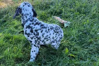 Lavon, a male Dalmatian for sale in Sturgis, MI – 9 of 10