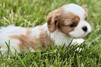 Holly, a female Cavalier King Charles Spaniel for sale in Sturgis, MI – 9 of 10