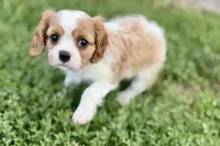 Valor, a female Cavalier King Charles Spaniel for sale in Sturgis, MI – 5 of 10