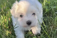 Oscar, a male Maltese for sale in Sturgis, MI – 4 of 7