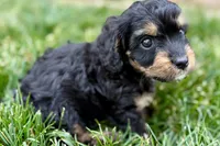 Forest, a male Cavalier King Charles Spaniel and Poodle - Miniature  for sale in Sturgis, MI – 5 of 10