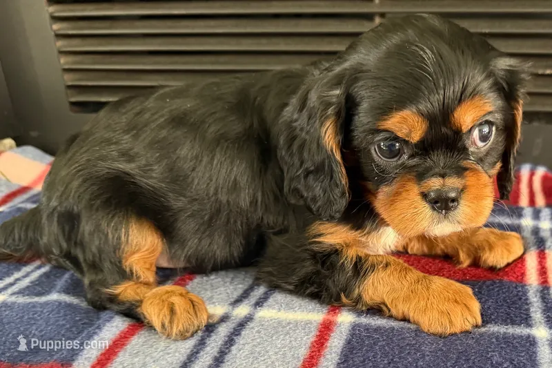 Mikey – Cavalier King Charles Spaniel puppy for sale in Sturgis, MI