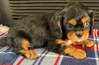 Mikey, a male Cavalier King Charles Spaniel for sale in Sturgis, MI – 1 of 9