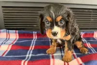 Major, a male Cavalier King Charles Spaniel for sale in Sturgis, MI – 3 of 10