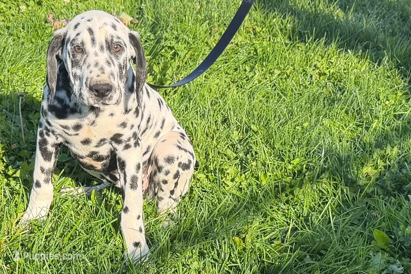 Levi – Dalmatian puppy for sale in Sturgis, MI