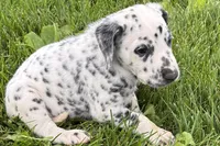 Leo, a male Dalmatian for sale in Sturgis, MI – 3 of 8
