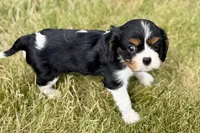 Iris , a female Cavalier King Charles Spaniel for sale in Sturgis, MI – 6 of 9