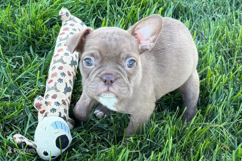 June  – Frenchton puppy for sale in Sturgis, MI
