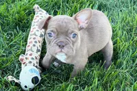 June , a female Frenchton for sale in Sturgis, MI – 1 of 10