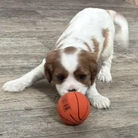 Odessa, a female Cavalier King Charles Spaniel for sale in Sturgis, MI – Photo 3 of 8