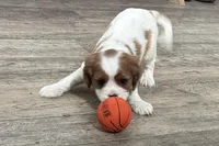 Odessa, a female Cavalier King Charles Spaniel for sale in Sturgis, MI – Photo 3 of 8