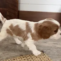 Odessa, a female Cavalier King Charles Spaniel for sale in Sturgis, MI – Photo 7 of 8