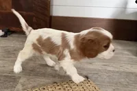 Odessa, a female Cavalier King Charles Spaniel for sale in Sturgis, MI – Photo 7 of 8