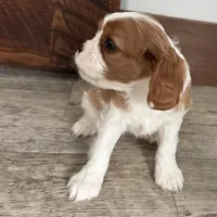 Odessa, a female Cavalier King Charles Spaniel for sale in Sturgis, MI – Photo 6 of 8