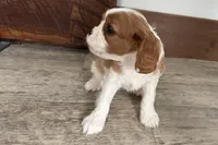 Odessa, a female Cavalier King Charles Spaniel for sale in Sturgis, MI – Photo 6 of 8