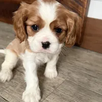 Odessa, a female Cavalier King Charles Spaniel for sale in Sturgis, MI – Photo 1 of 8