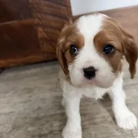 Odessa, a female Cavalier King Charles Spaniel for sale in Sturgis, MI – Photo 8 of 8