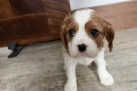 Odessa, a female Cavalier King Charles Spaniel for sale in Sturgis, MI – Photo 8 of 8