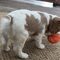 Odessa, a female Cavalier King Charles Spaniel for sale in Sturgis, MI – Photo 4 of 8