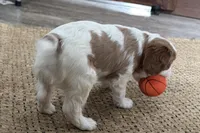 Odessa, a female Cavalier King Charles Spaniel for sale in Sturgis, MI – Photo 4 of 8