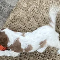 Odessa, a female Cavalier King Charles Spaniel for sale in Sturgis, MI – Photo 2 of 8