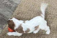 Odessa, a female Cavalier King Charles Spaniel for sale in Sturgis, MI – Photo 2 of 8