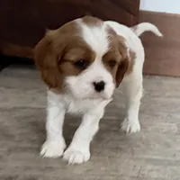 Odessa, a female Cavalier King Charles Spaniel for sale in Sturgis, MI – Photo 5 of 8