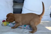 Susie, a female Cavalier King Charles Spaniel for sale in Sturgis, MI – 6 of 10