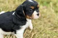 Indie, a female Cavalier King Charles Spaniel for sale in Sturgis, MI – 2 of 9