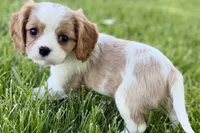 Rocky, a male Cavalier King Charles Spaniel for sale in Sturgis, MI – 8 of 10
