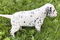 Lava, a female Dalmatian for sale in Sturgis, MI – 2 of 8