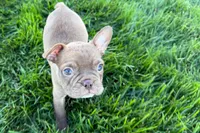 June , a female Frenchton for sale in Sturgis, MI – 10 of 10