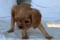 Sally, a female Cavalier King Charles Spaniel for sale in Sturgis, MI – 7 of 9