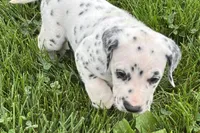 Lamar, a male Dalmatian for sale in Sturgis, MI – 4 of 10
