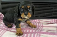 Maura, a female Cavalier King Charles Spaniel for sale in Sturgis, MI – 7 of 10