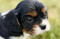 Isaac, a male Cavalier King Charles Spaniel for sale in Sturgis, MI – 4 of 10