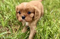 Aiden, a male Cavalier King Charles Spaniel for sale in Sturgis, MI – 10 of 10