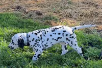 Lamar, a male Dalmatian for sale in Sturgis, MI – 6 of 9