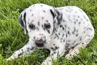 Lavon, a male Dalmatian for sale in Sturgis, MI – 2 of 9