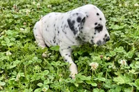 Lavida , a female Dalmatian for sale in Sturgis, MI – 6 of 10
